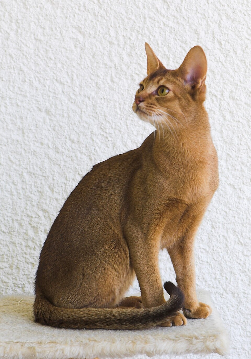 Abyssinian — breed photo