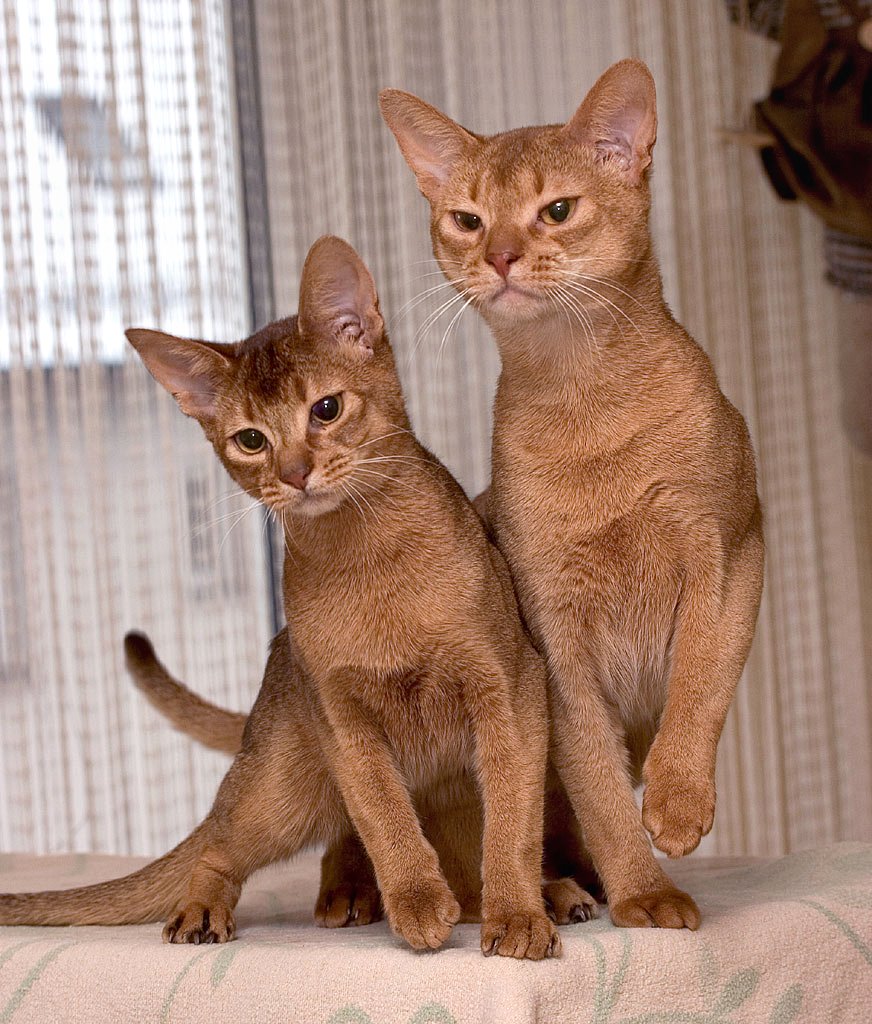 Abyssinian — second view