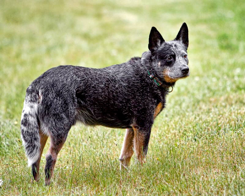 Australian Cattle Dog — breed photo
