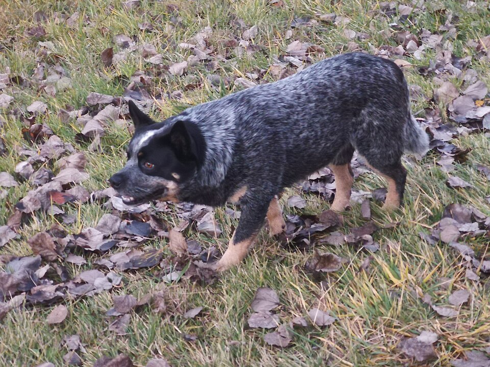 Australian Cattle Dog — second view