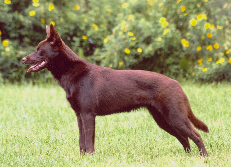 Australian Kelpie — breed photo