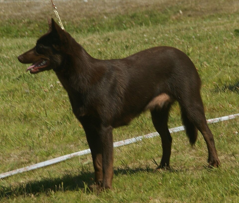 Australian Kelpie — second view
