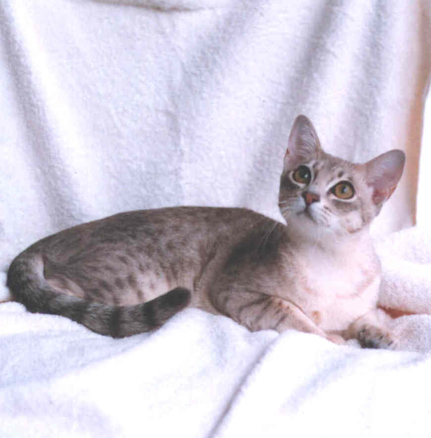 Australian Mist — breed photo