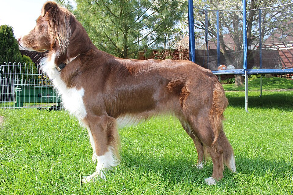 Australian Shepherd — breed photo