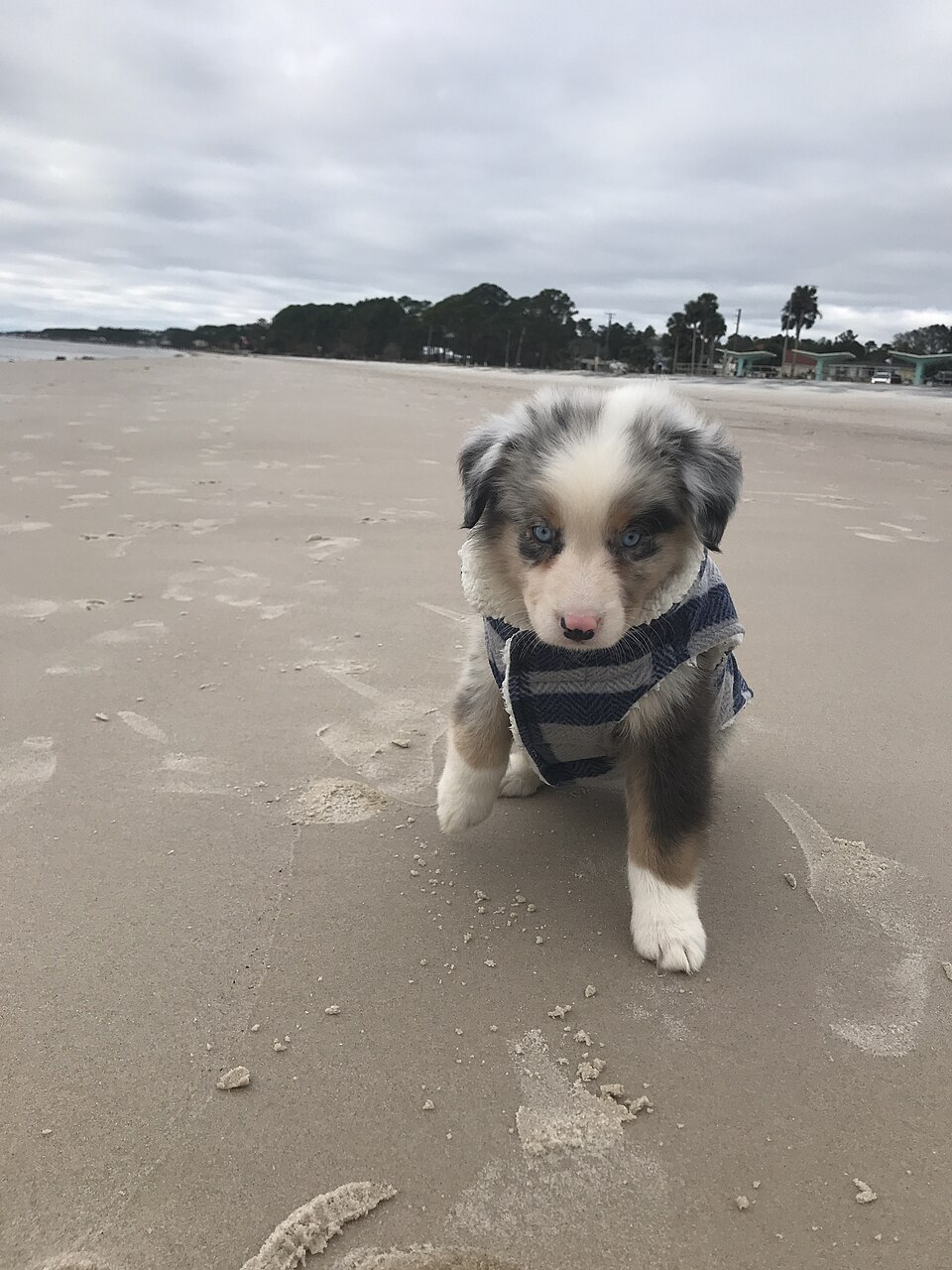 Australian Shepherd — second view