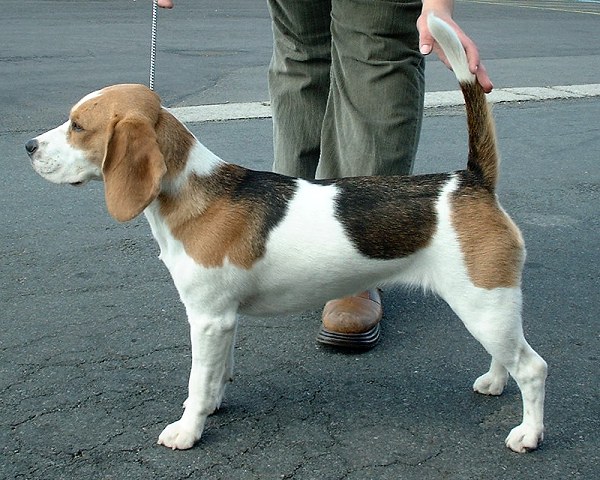 Beagle — breed photo