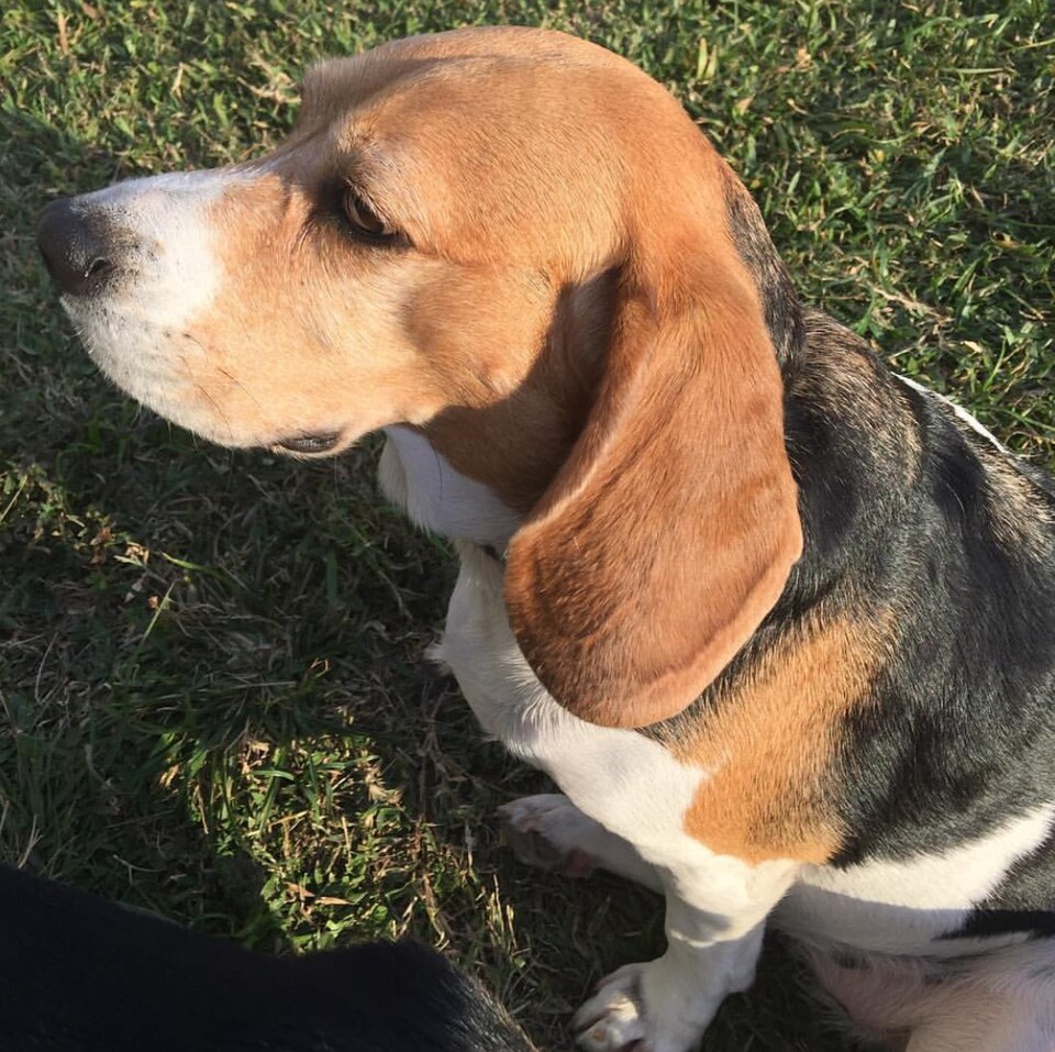 Beagle — second view
