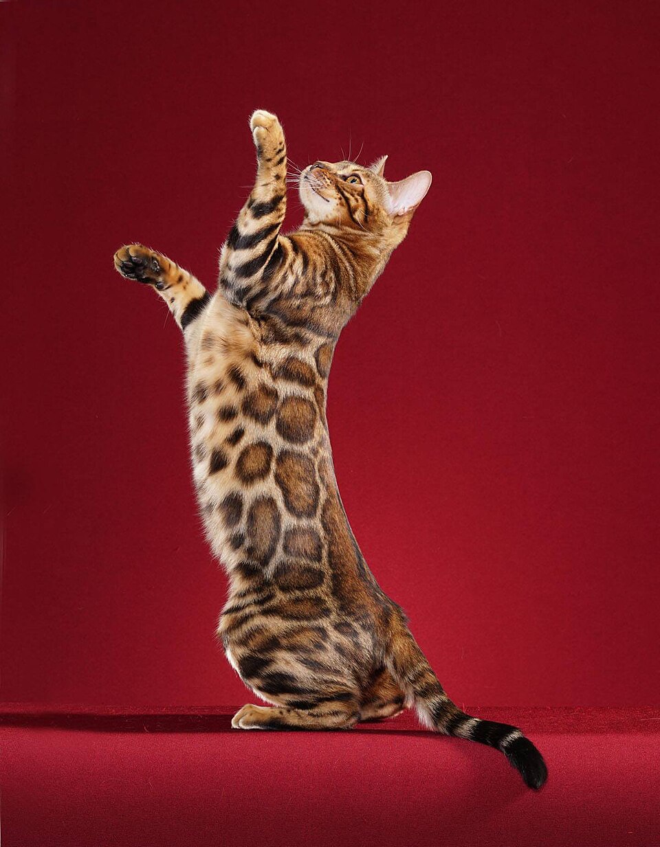 Bengal — breed photo