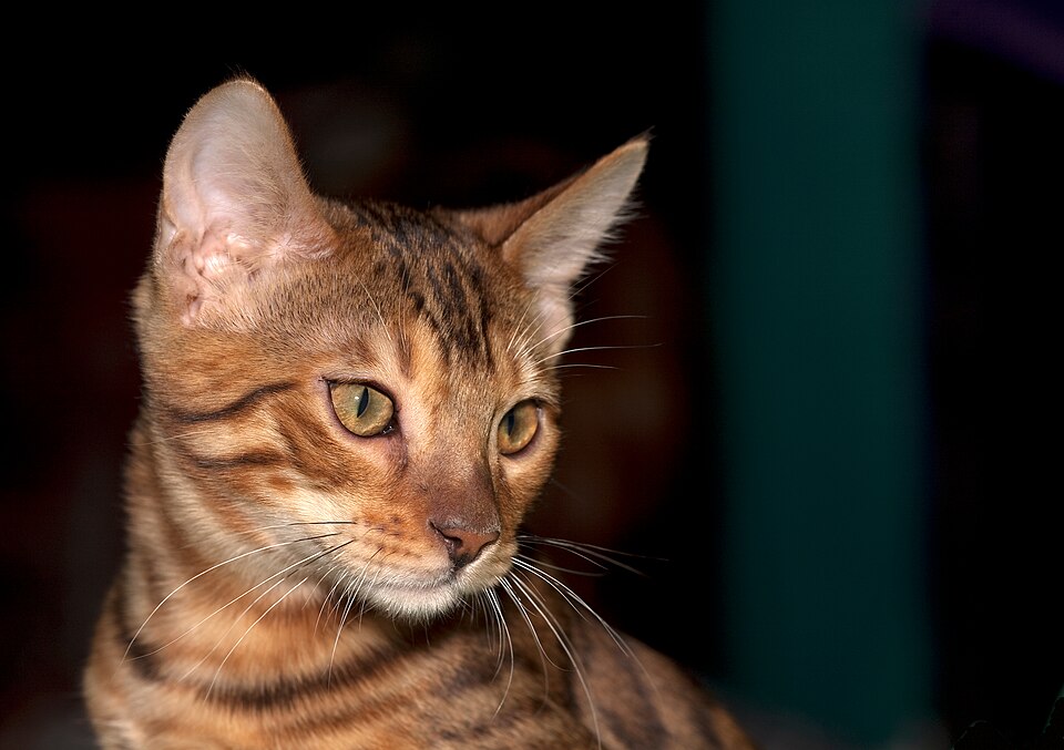 Bengal — second view