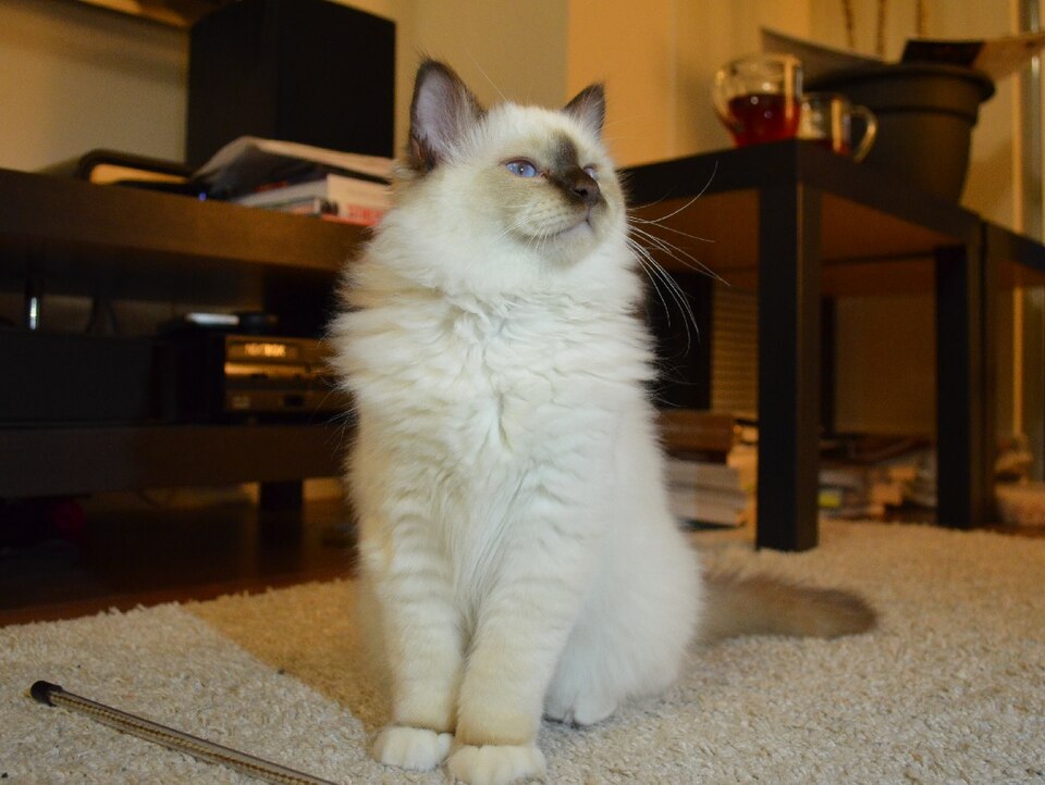 Birman — breed photo