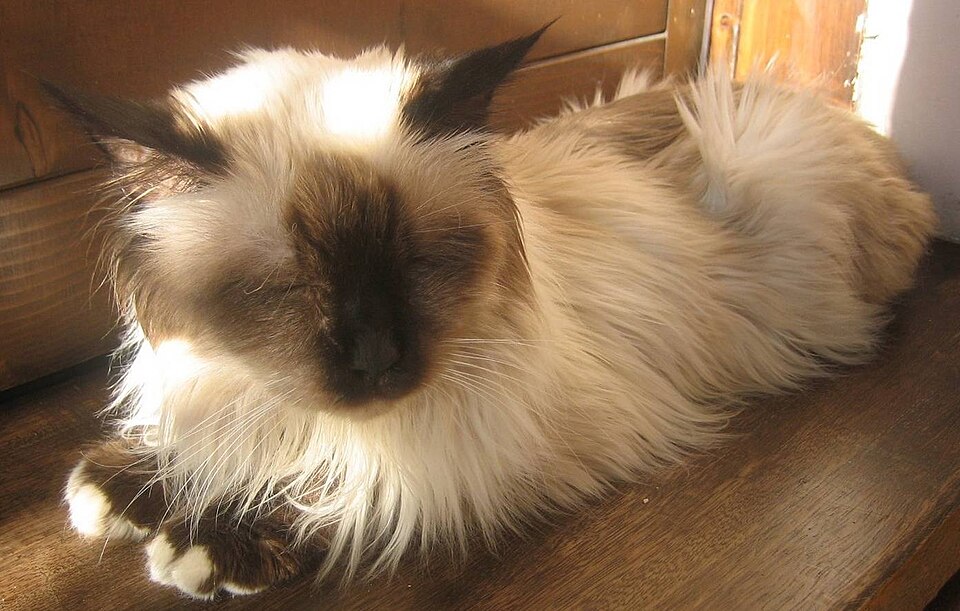 Birman — second view