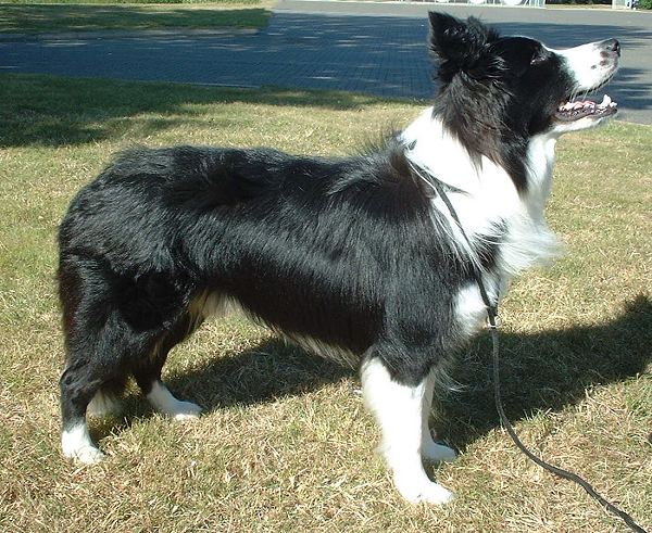 Border Collie — breed photo