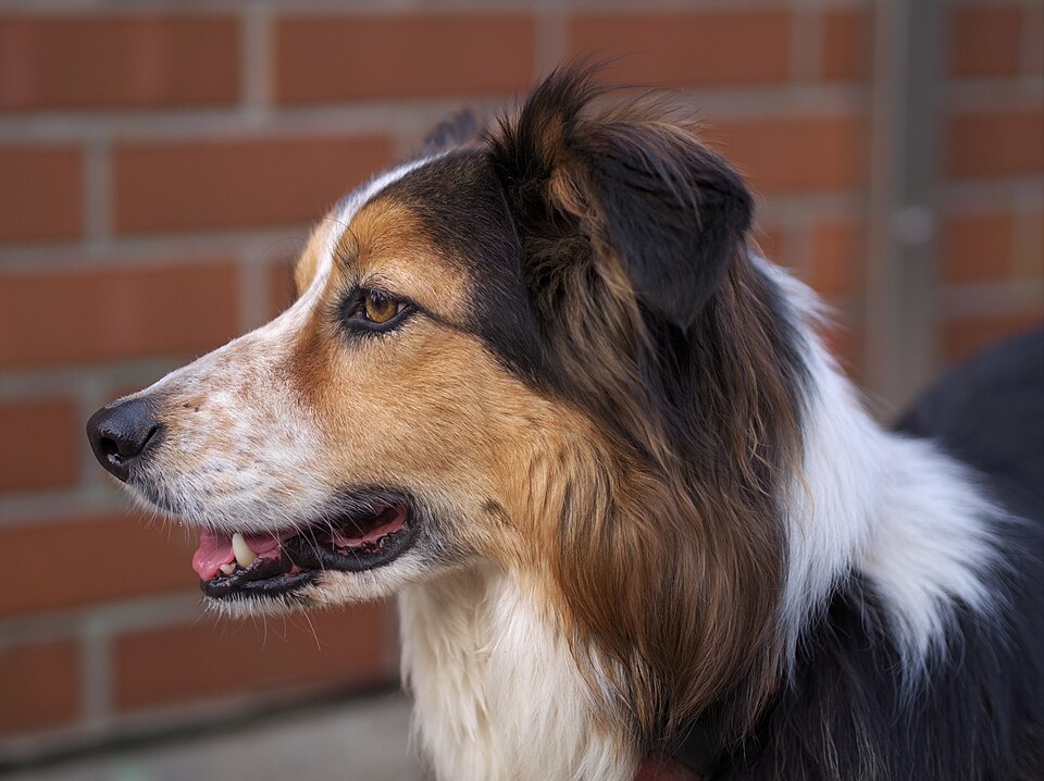 Border Collie — second view