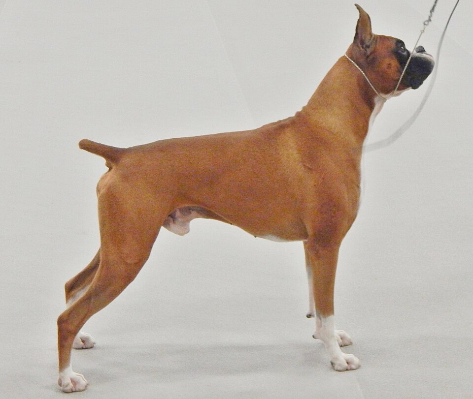 Boxer — breed photo
