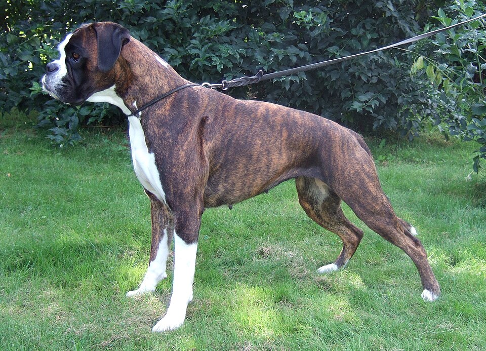 Boxer — second view