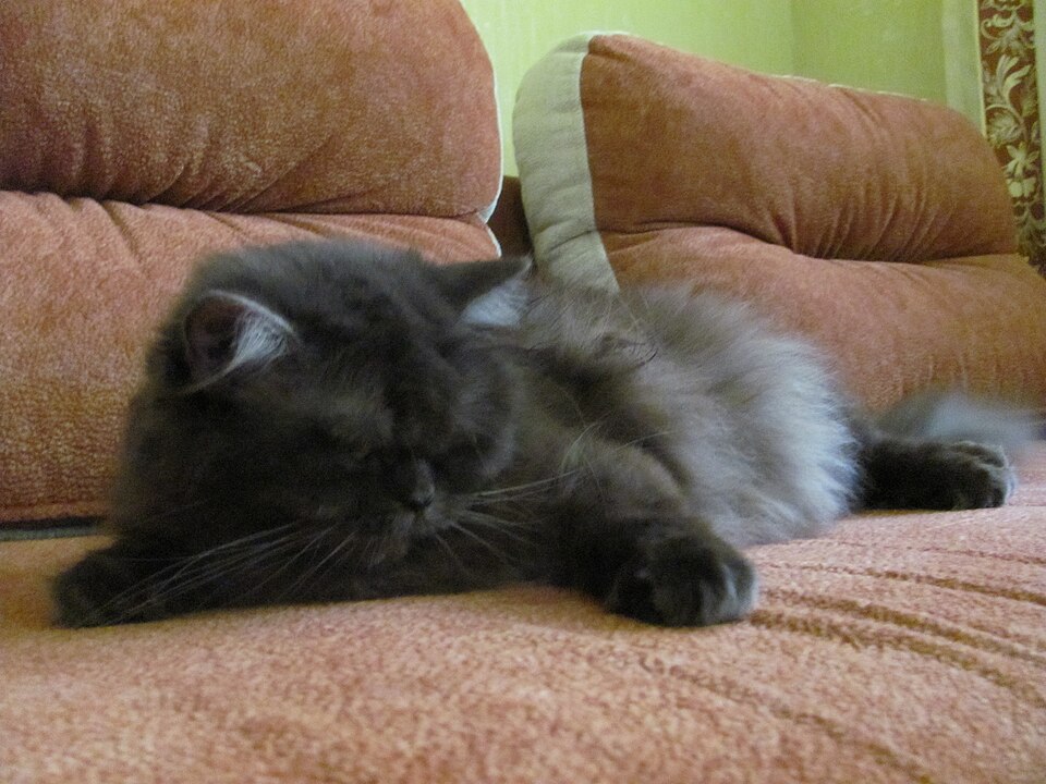 British Longhair — full body