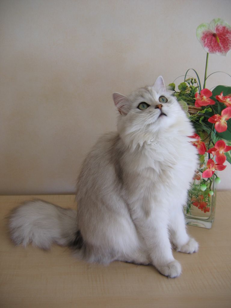 British Longhair — second view