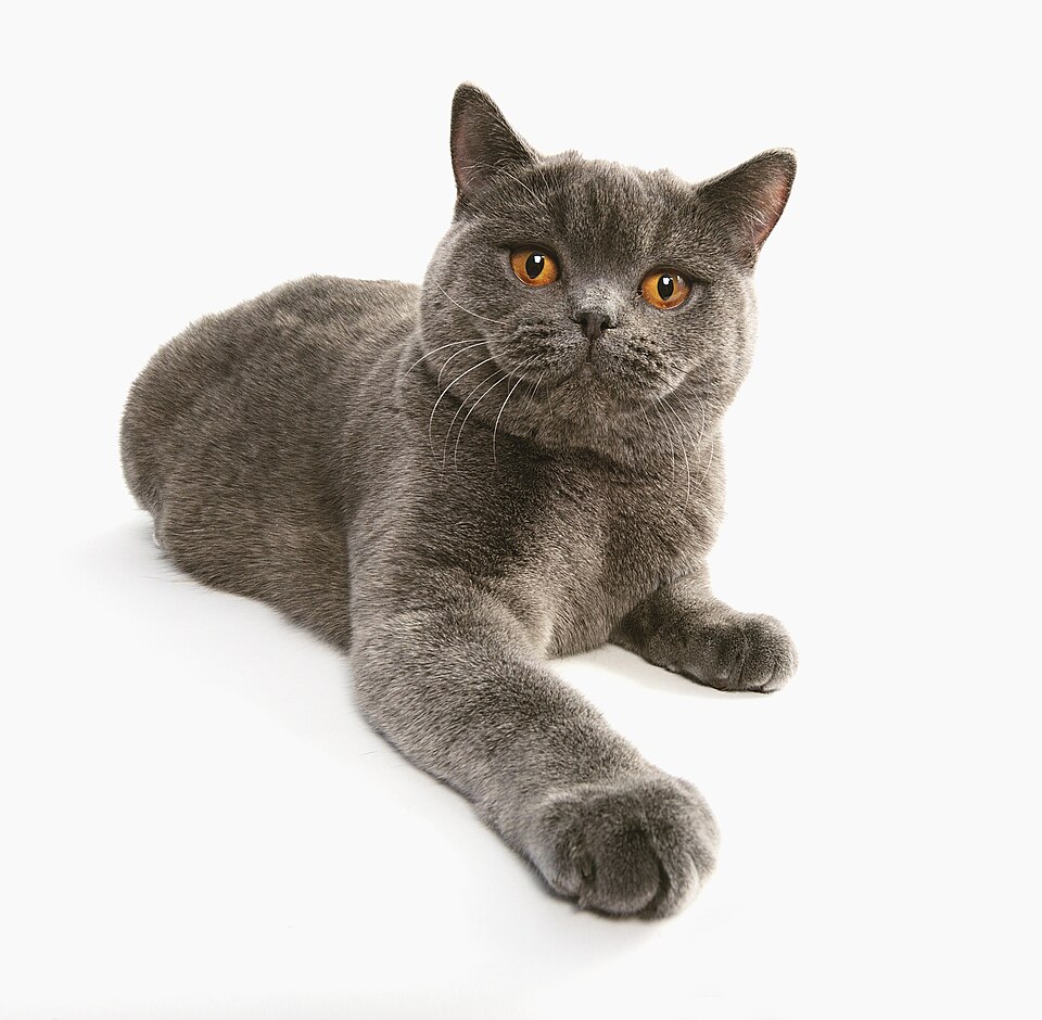 British Shorthair — breed photo
