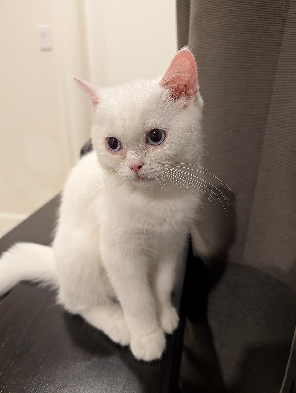British Shorthair — second view