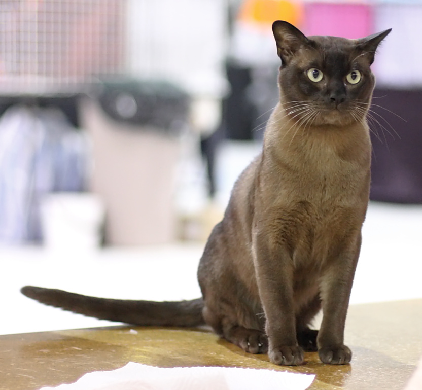Burmese — breed photo