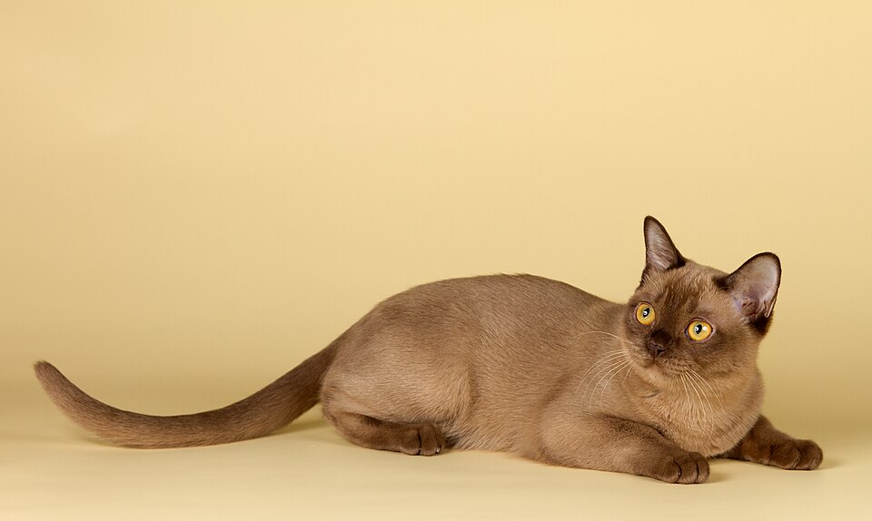 Burmese — second view