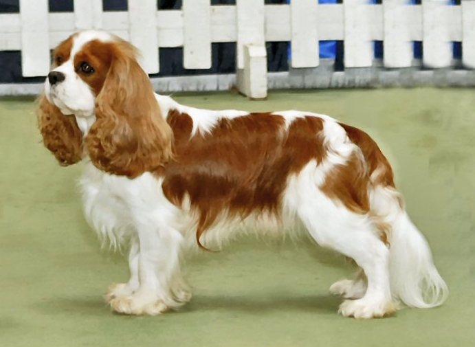 Cavalier King Charles Spaniel — breed photo