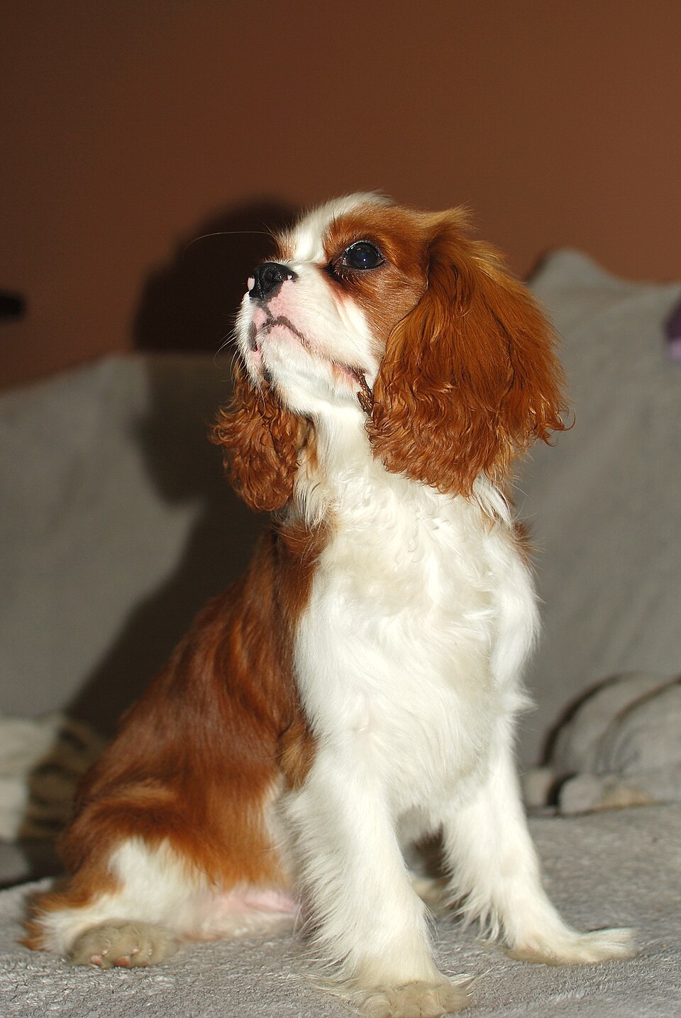Cavalier King Charles Spaniel — second view
