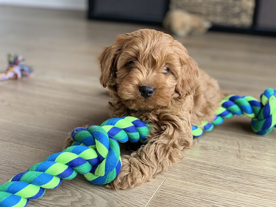 Cavoodle — red toy cavoodle puppy