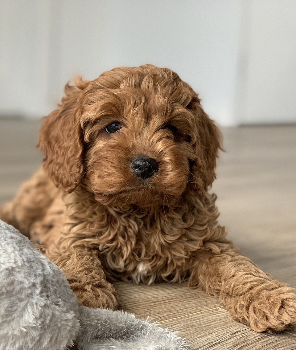 Cavoodle — red toy cavoodle puppy portrait
