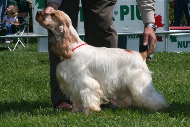 Cocker Spaniel — breed photo
