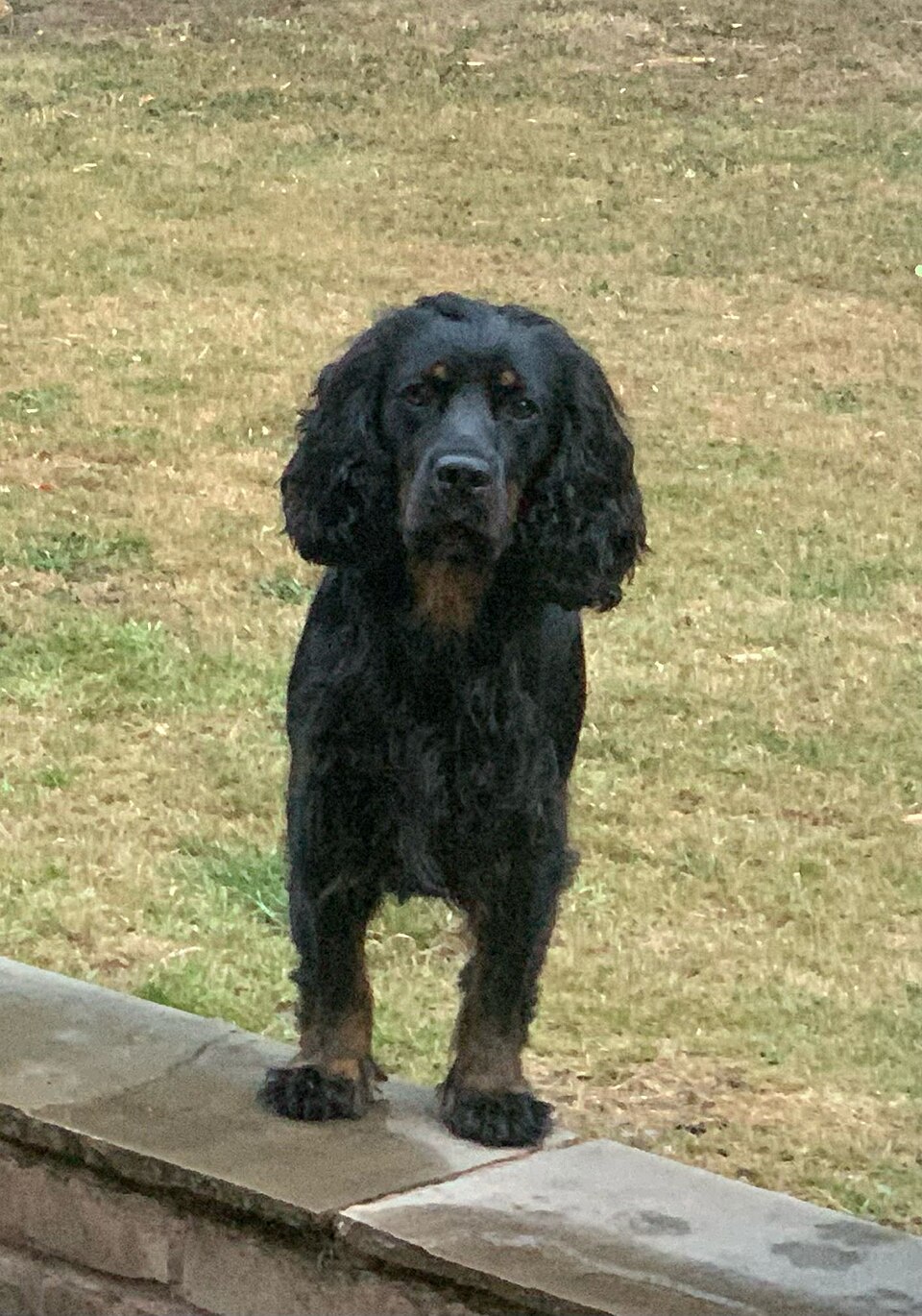 Cocker Spaniel — second view