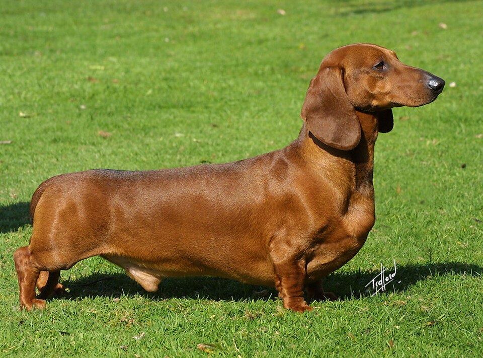 Dachshund — breed photo