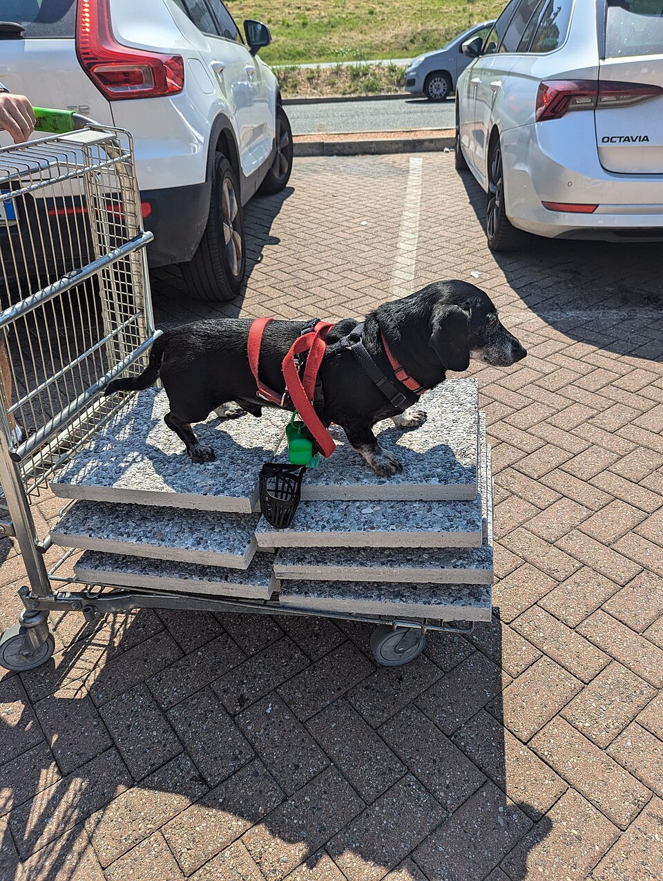Dachshund — second view