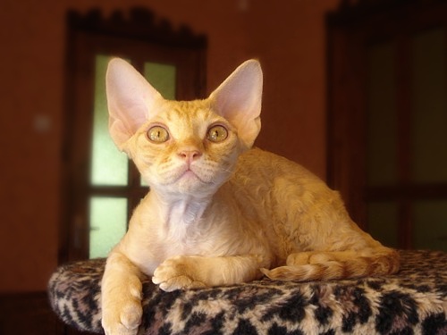Devon Rex — full body