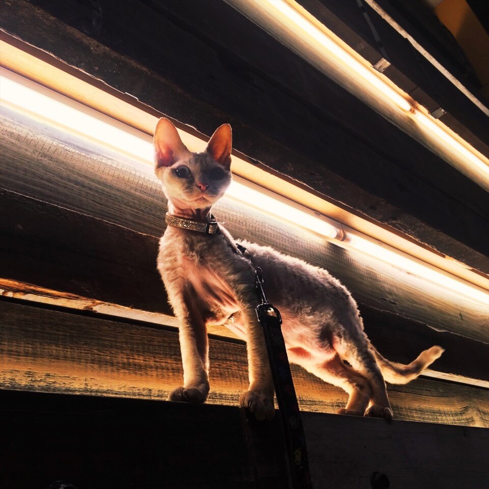 Devon Rex — face portrait