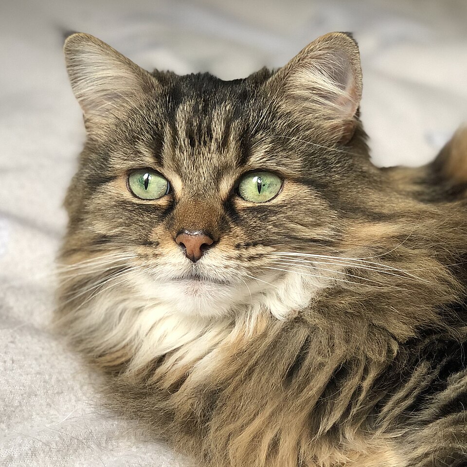 Domestic Longhair — breed photo