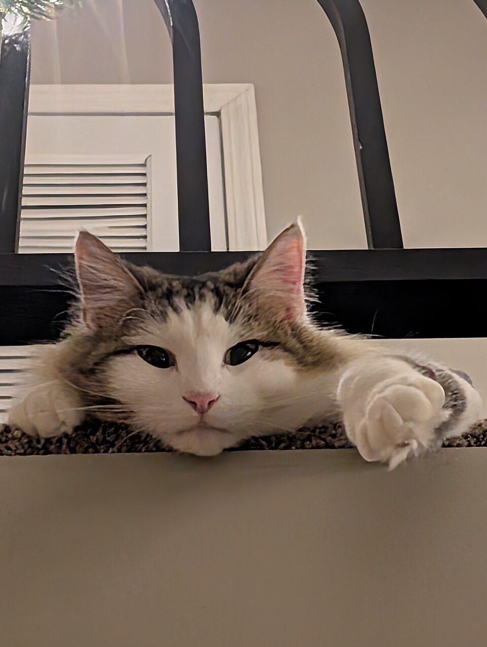 Domestic Longhair — second view