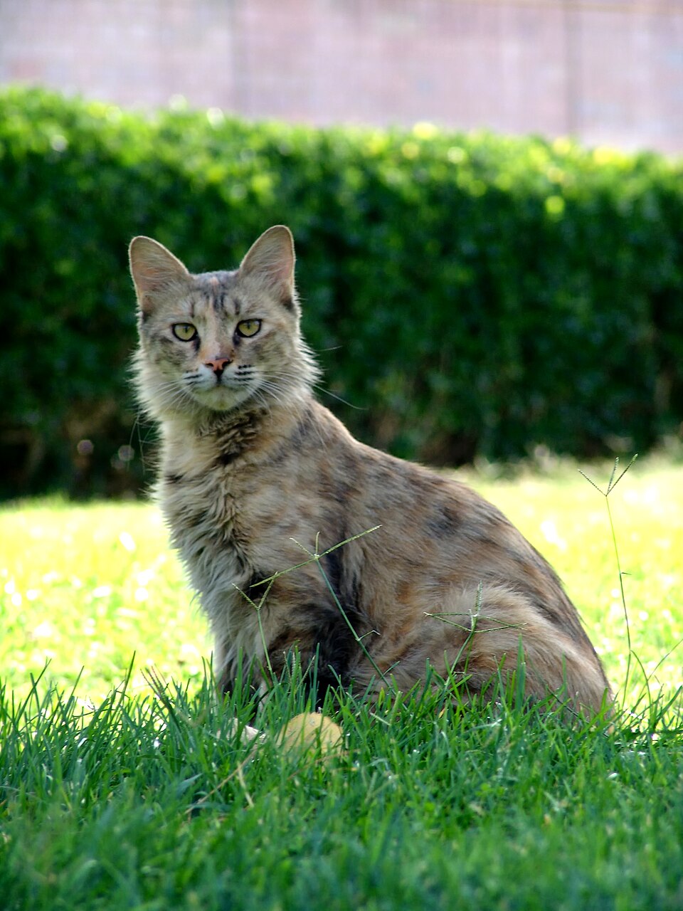 Domestic Shorthair — breed photo