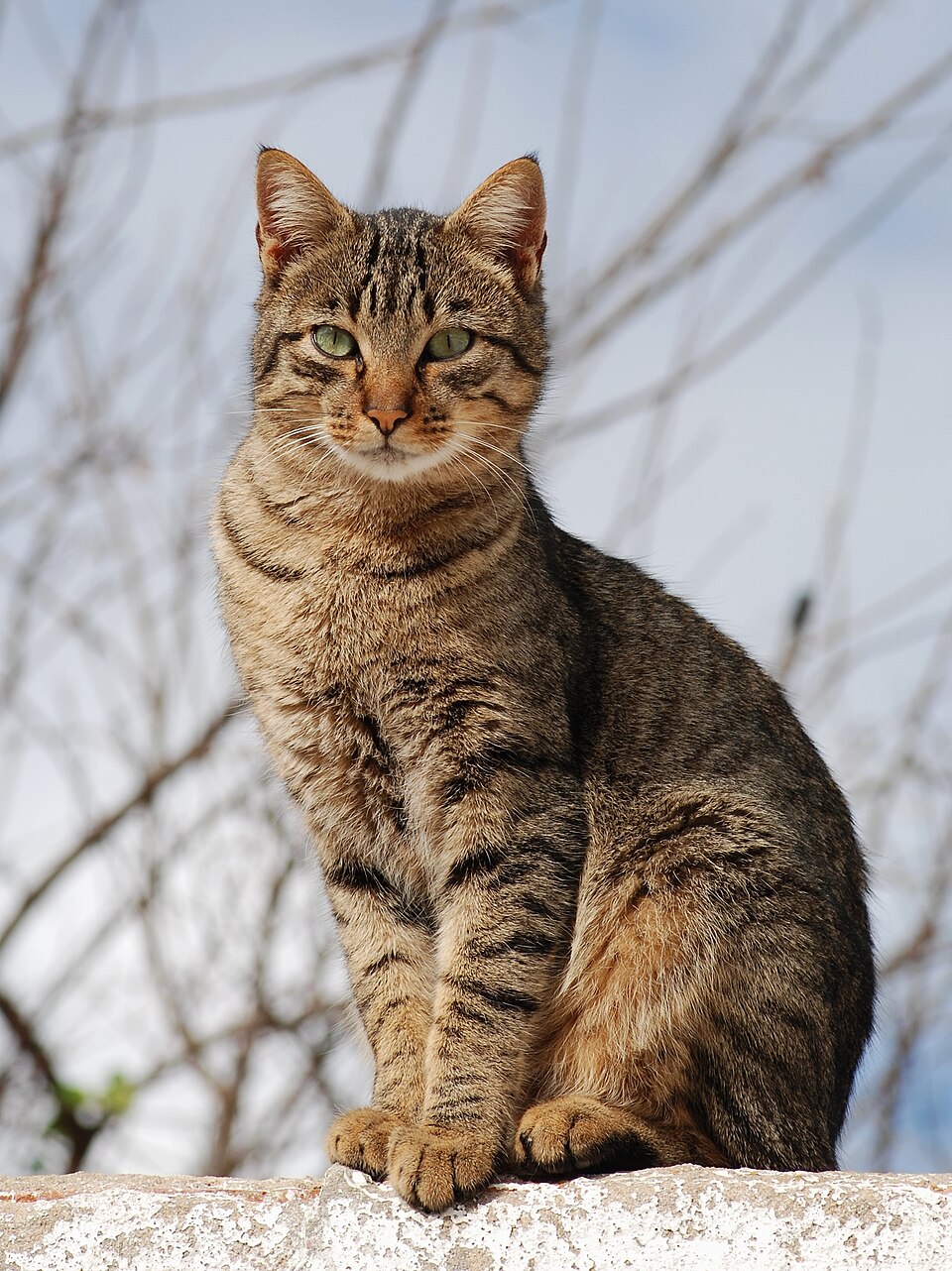 Domestic Shorthair — second view