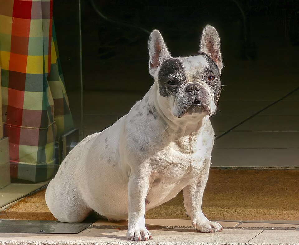 French Bulldog — breed photo