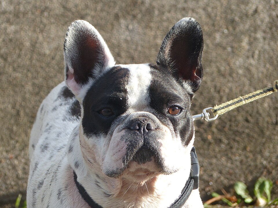 French Bulldog — second view