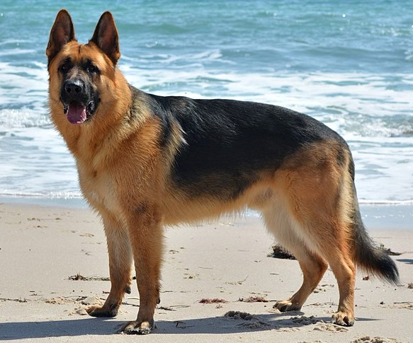 German Shepherd — breed photo