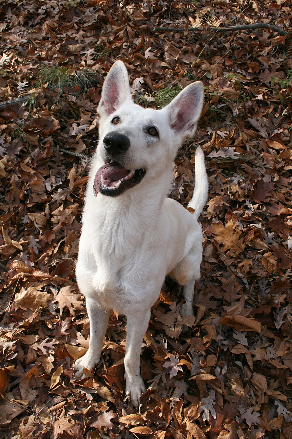 German Shepherd — second view