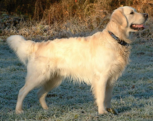 Golden Retriever — breed photo