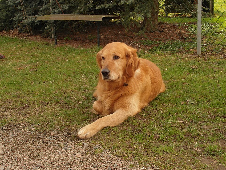 Golden Retriever — second view