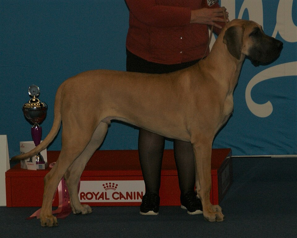 Great Dane — fawn standing
