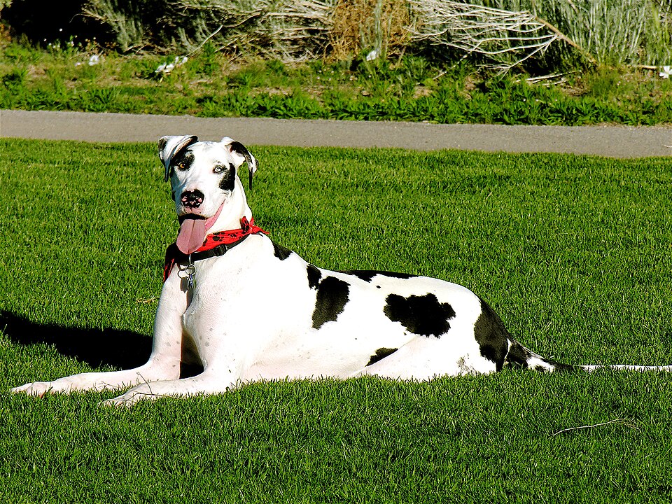 Great Dane — harlequin on grass