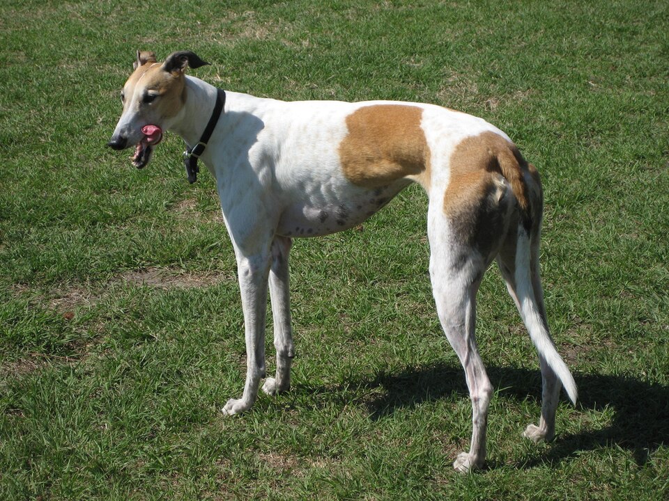 Greyhound — breed photo
