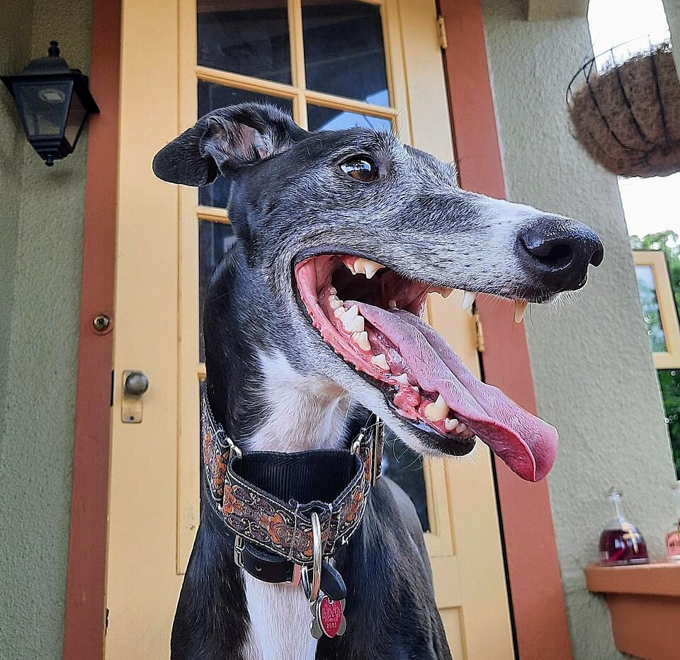 Greyhound — second view