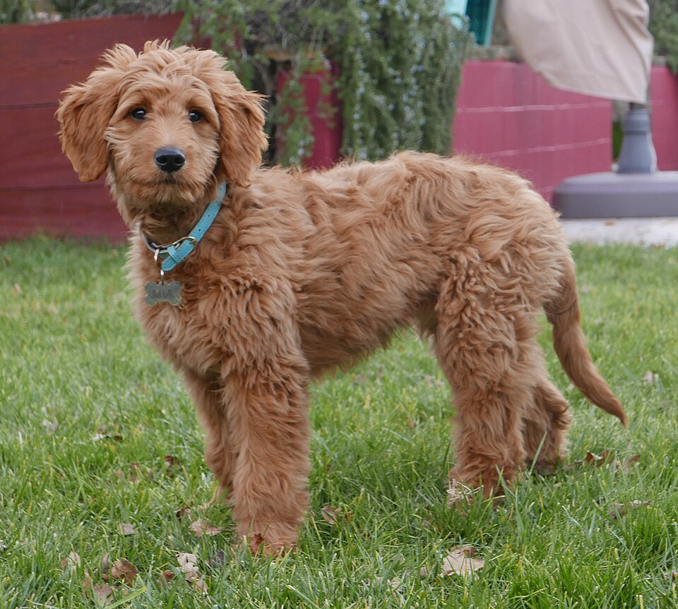 Groodle — breed photo